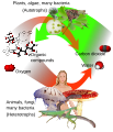 Image 16Overview of photosynthesis (green) and respiration (red) (from Water)