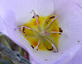 Calochortus flexuosus