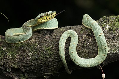 Bothrops bilineatus