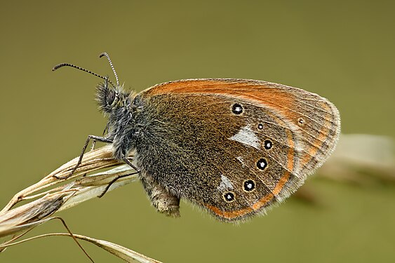 Coenonympha glycerion by Ivar Leidus