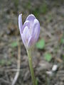 Colchicum alpinum in the Grandes Rousses