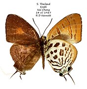 泰达杜灰蝶 Drupadia theda renonga♂