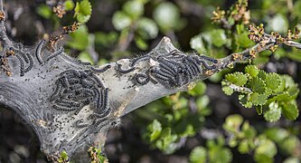 Dwarf birch spinner (Eriogaster arbusculae) cocoon Dovrefjell