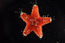 Striking sea star