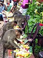 Feast for Monkeys as a part of ONAM Festival.