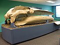 Finback Whale Skull, San Diego Natural History Museum