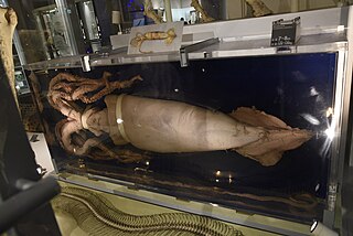 #379 (24/12/1996) Specimen on display at the National Museum of Nature and Science in Tokyo, Japan, with a Japanese flying squid (Todarodes pacificus; top-centre) for size comparison (see also alternate view)