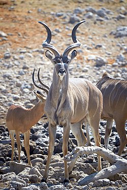 Greater kudu (tragelaphus strepsiceros) alerted by leopard near Okaukuejo, Etosha, Namibia