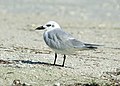 The gull-billed tern will sometimes prey on the chicks and young of other terns