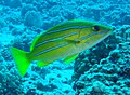 A Blue striped snapper, a neon green fish with four horizontal neon blue stripes running the length of its body