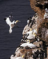 北方鲣鸟与崖海鸦，摄于黑尔戈兰岛