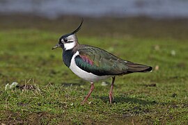 Northern-Lapwing-Vanellus-vanellus