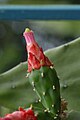 Opuntia cochinellifera