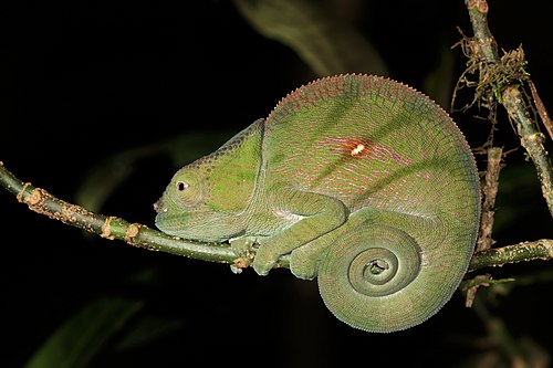 Parson's chameleon