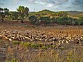 Shepherd and sheep near Lagos