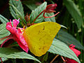 Orange Barred Sulphur