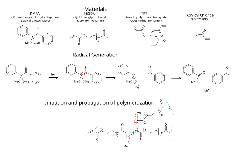 example of acrylate polymerization via radical photoinitiation. This type of hydrogel is sometimes used for biosensors as the conditions used are relatively mind to protein allowing them to be entrapped in the hydrogel, whilst retaining functionality and are porous enough to allow the diffusion of small molecules.[6]