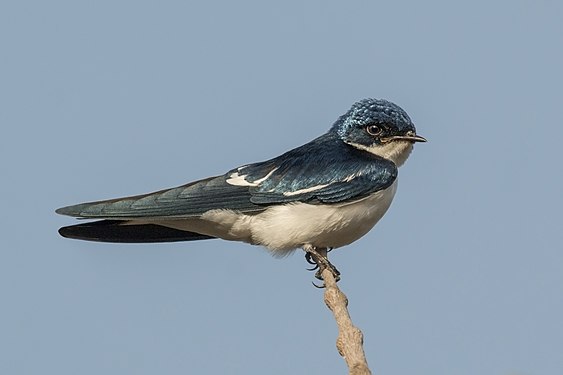 Pied-winged swallow (Hirundo leucosoma) in The Gambia. This species only occurs in Western Africa. (created and nominated by charlesjsharp)