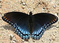 Red spotted purple butterfly UP (mimic)
