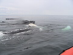 Humpback whales, females and cubs, Whale Research Expeditions whit Mingan Island Cetacean Study (MICS)