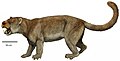 Sarkastodon mongoliensis
