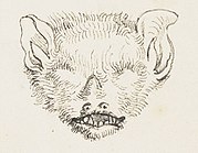 Drawing of bat head