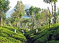 Image 10Tea plantation near Kandy (from Culture of Sri Lanka)