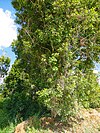 The clove tree in Pemba island.