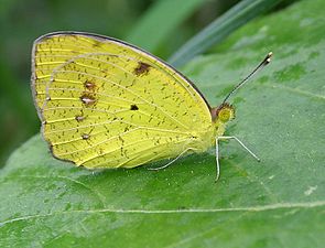 Ventral view