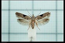 A brown and cream colored moth is pictured.