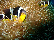 A. fuscocaudatus (Seychelles anemonefish)