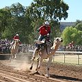 Camel racing in the 2009 Camel Cup.