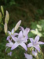 Campanula rapunculus