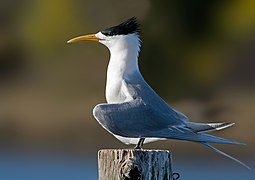 Crested Tern Tasmania