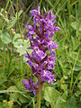 Dactylorhiza majalis