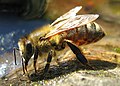 Western honey bee, Poland