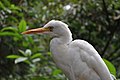 Egret at KL Bird Park, Kuala Lumpur, Malaysia.