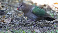 At Atherton Tableland, Queensland, Australia