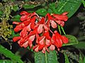 婆罗洲特有的附生型杜鹃花（粗厚叶杜鹃（英语：Rhododendron crassifolium）），被归为曾为独立属的越桔杜鹃组（英语：Rhododendron sect. Vireya）