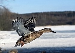 Flying female mallard duck