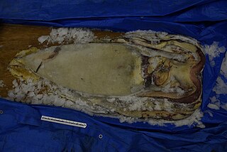 #590 (4/9/2014) Specimen measuring 140 cm in mantle length caught off Hamada, Shimane Prefecture, Japan, on 4 September 2014. Stored frozen at Shimane AQUAS Aquarium (see also original frozen state and in process of being exposed).