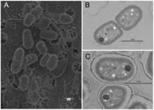 Scanning electron micrograph of Gloebacter kilaueensis JS1T cells grown in modified BG-11 liquid medium