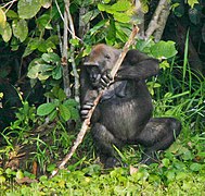 Female western lowland gorilla Efi, the first gorilla spotted using tools, Mbeli Bai, 2005