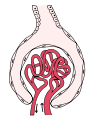 Simpler might be better (e.g. "Glomerulus (red) within Bowman's capsule")
