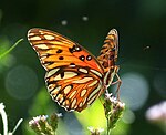 Large orange butterfly with large white spots bordered in black, nectaring on small purple flowers