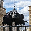 Image 26Two of the current Ravens of the Tower of London. The ravens' presence is traditionally believed to protect the Crown and the tower; a superstition holds that "if the Tower of London ravens are lost or fly away, the Crown will fall and Britain with it". (from Culture of the United Kingdom)