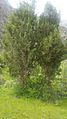 Juniper tree in tinno