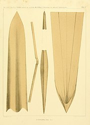 #14 (5/11/1855) Gladius (internal shell remnant) of the same specimen (Steenstrup, 1898:pl. 4)