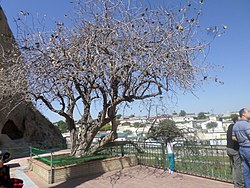 Pistachio tree, consecrated by Patriarch Alexy II