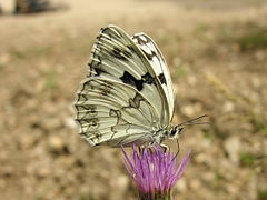 白室白眼蝶 Melanargia lachesis